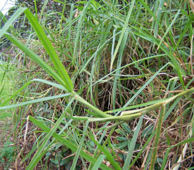 kikuyu
