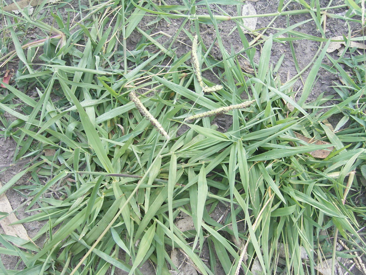 paspalum
