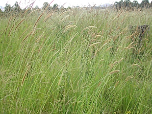 setaria